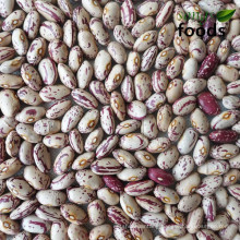 Chinese Pinto Bean/Sugar Bean with Competitive price